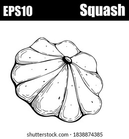  Isolated outline squash. Vector illustration