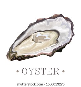 Isolated oyster on a white background. Trendy healthy food. Oyster shell. Print, banner, label, poster, sticker, logo. Vector illustration.