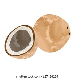 Isolated pair of coconuts on a white background, Vector illustration
