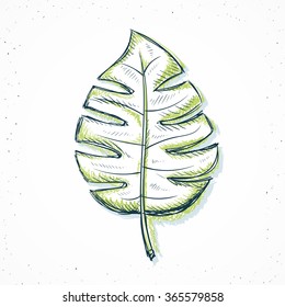Isolated palm leaf handmade in sketch style. Sketch of leaf. Palm leaf for design of cards and posters, collages and presentations, web design, background. Retro design. Vintage style. Pastel colors.