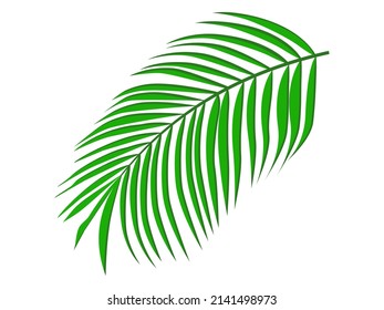 hoja de palma aislada en vector de fondo blanco 
