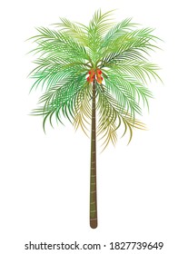 einzelne Palme auf weißem Hintergrund, Vektordesign