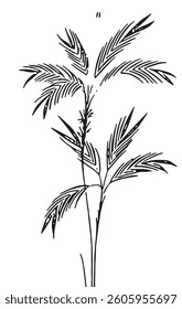 isolated palm tree vector illustration, palm leaves, botanical hand drawing