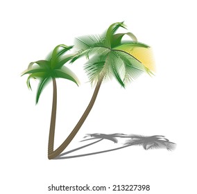 Isolated palm trees with shade. Vector illustration 