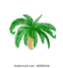 Isolated Palm tree.Vector Illustration