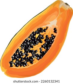 Isolated papaya on white background. Half papaya. Ripe papaya with seeds. Vector illustration.