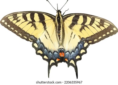 Einziger Papilio-Glaukus (Eastern Tiger Swallowtail) Butterfly-Vektorgrafik