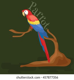 isolated parrot