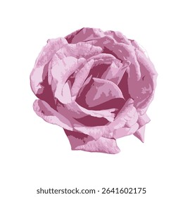 Isolated pastel lilac-pink rose (Rosa 'Mainzer Fastnacht') on white background. Romantic, botanical, or floral-themed designs. Mauve pink rose, hybrid tea rose, silver lilac. For design.
