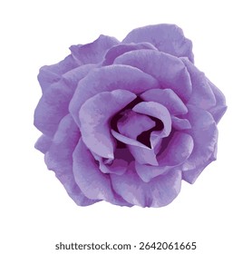 Isolated pastel lilac-purple rose (Rosa 'Mainzer Fastnacht') on white background. Romantic, botanical, or floral-themed designs. Mauve pink rose, hybrid tea rose, silver lilac. For design.