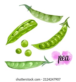 Isolated Pea. A single and whole raw of pea on white background. Food ingredients vector drawing. Vegetables, vegetarian food, food full of protein. 