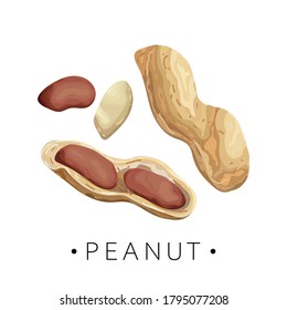Maníes aislados sobre un fondo blanco. Semillas de cacahuete. Ilustración vectorial.