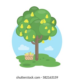 Isolated pear tree with basket. Concept of harvest, fresh fruits and gardening.