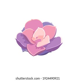 Isolated Pearl von Nurnberg in Flat design style, oil painted Echeveria on white isolated background, vector succulent Stone Rose for prints, elements of interior decor in Indoor Plants and Gardening.