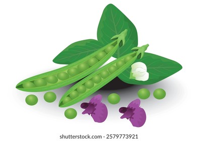 isolated Peas on white background vector design