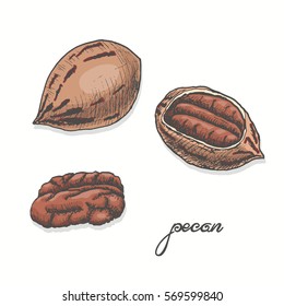 Isolated pecan on a white background. Vector illustration for your design