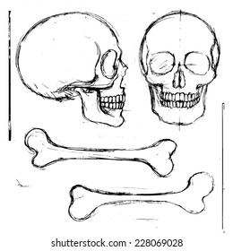 Isolated pencil hand drawn human skull and tibia bones, front and side view; vector objects