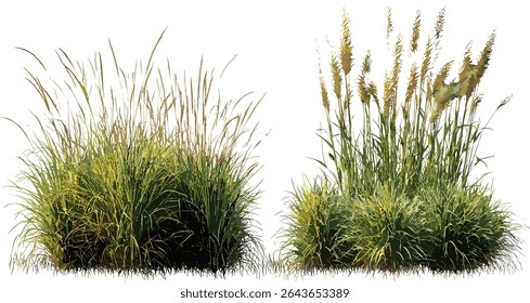 Isolated Pennisetum orientale and Hilaria mutica plant cutout, vector illustration, decorative grass, garden greenery, xeriscape plants, drought tolerant vegetation, natural environment.
