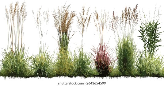 Isolated Pennisetum setaceum rubrum with Panicum virgatum grass frontal cutout, garden landscape, ornamental trees, green foliage, vector illustration, decorative plants, natural scenery.