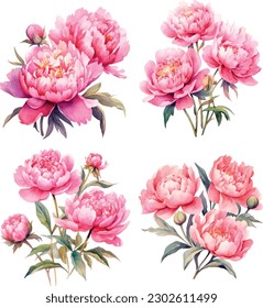 Isolated peony flowers on white background. Perfect elements to add to cards, invitations and graphic layouts.