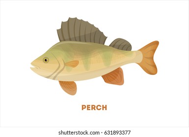 Isolated perch fish on white background. Fresh food.