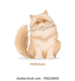 Isolated persian cat white background  Domestic animal 