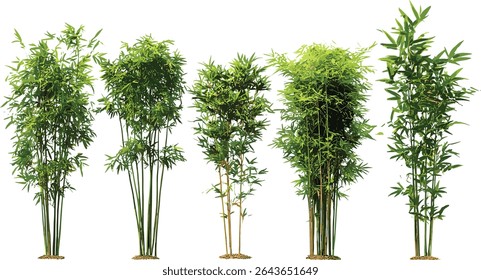 Phyllostachys bambusoides isolada ilustração do vetor da árvore de bambu da madeira japonesa sobre fundo transparente, espécies ornamentais madake, conceito de material renovável, jardim zen paisagismo.