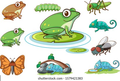 Isolated picture of frogs and other insects illustration