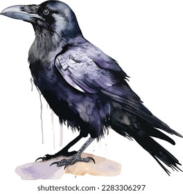 Isolated picture of raven, crows on white background in front. Watercolor illustration isolated on white background