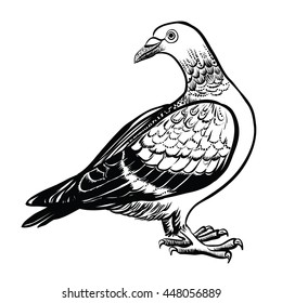 Isolated pigeon, vector illustration. Linear art.