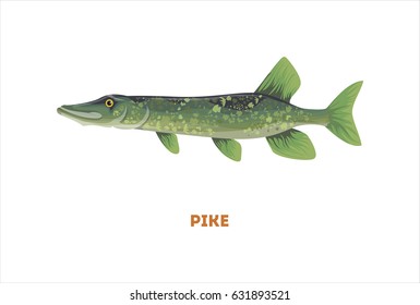 Isolated pike fish on white background. Fresh food.