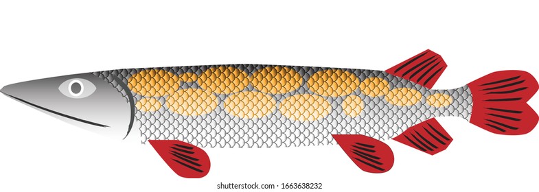 Isolated pike fish, vector illustration.