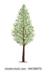 isolated pine tree, natural plant sign, vector illustration on white