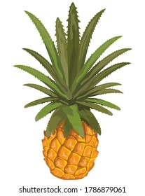 isolated pineapple on white background vector design