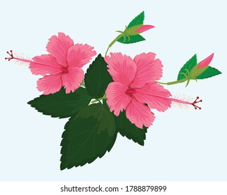 isolated pink chinese rose flower vector design