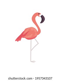 Isolated pink flamingo bird design