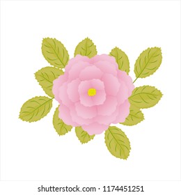 Isolated pink flat rose with green leaves on white background.  Realistic style for banner, poster, promotion, web site, online shopping, advertising.