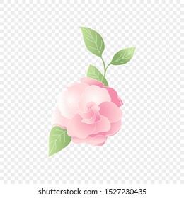 Isolated pink flower. Vector floral element. Cute romantic Gardenia for wedding card on transparent background. Vector Illustration