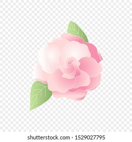 Isolated pink flower. Vector floral element. Cute romantic Gardenia for wedding card on transparent background. Vector Illustration