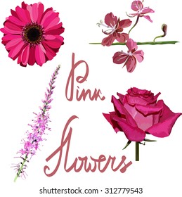 isolated pink flowers set