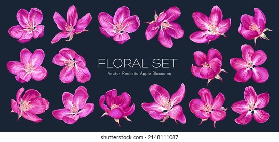 Isolated pink vector flowers on dark background. Clip art easy to edit and customize for your design. Highly realistic detailed hand-drawn botanical set "Paradise Apple" tree flowers. 