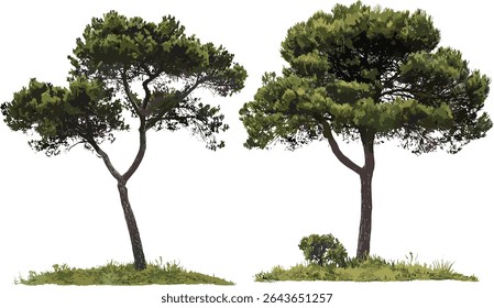 Isolated Pinus contorta and Pinus heldreichii frontal trees, conifer vector illustration, forest flora, evergreen woodland, nature plants, detailed pine tree artwork, ecology design.