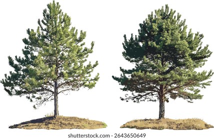 Isolated Pinus muricata and radiata cutout, vector illustration, conifer trees, natural woodland, evergreen forest elements, outdoor scenery, plant life design, flora graphics.