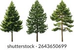 Isolated Pinus pine trees cutout, Sylvestr conifer set, vector illustration, natural woodland collection, forest flora, evergreen tree cluster, seasonal vegetation design.