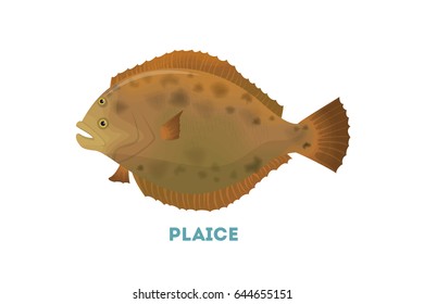 Isolated plaice fish.