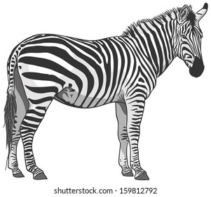 Isolated Plains Zebra Illustration