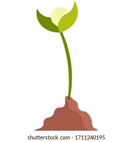 Isolated plant in the ground - Vector illustration