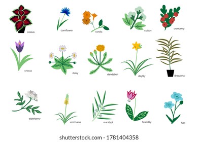 Isolated plants simple icons collection