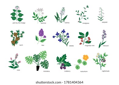 Colección de iconos simples de plantas aisladas