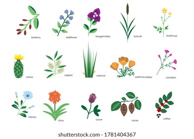 Isolated plants simple icons collection